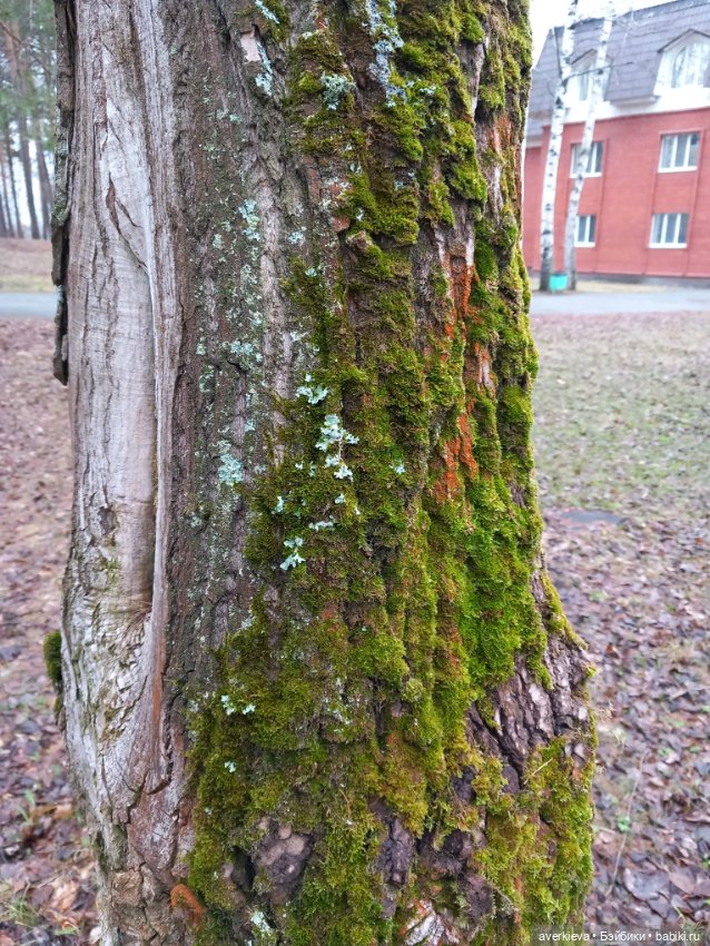 Традиция: До свидания "Руш"! Я буду скучать