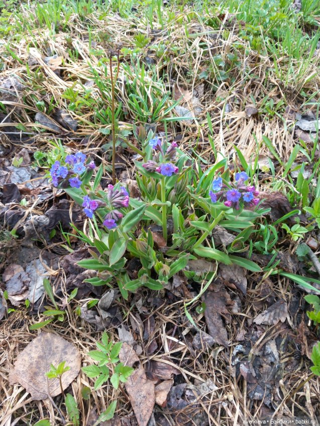 Традиция: До свидания "Руш"! Я буду скучать (фото 4)