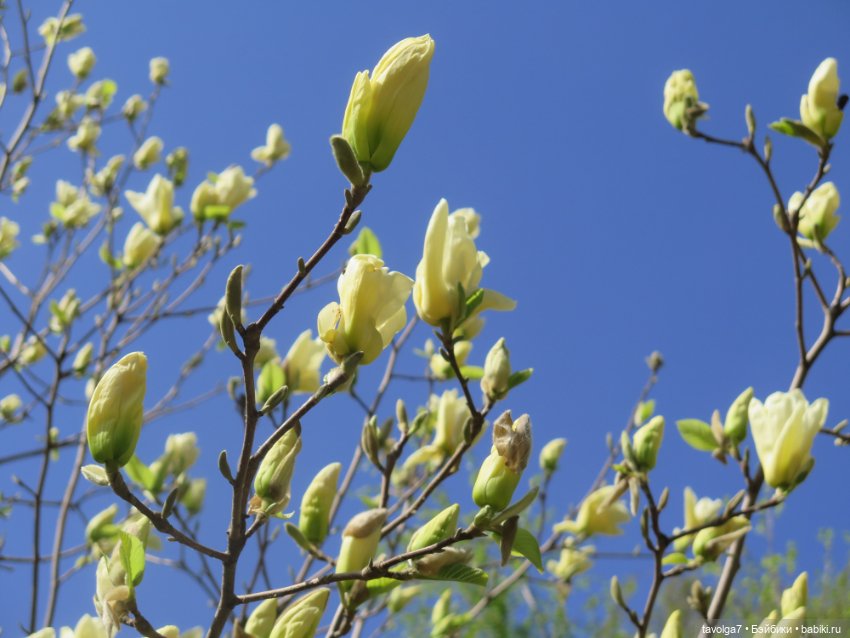 Ruby Red Siblies Стелла и магнолии в Аптекарском огороде (фото 6)