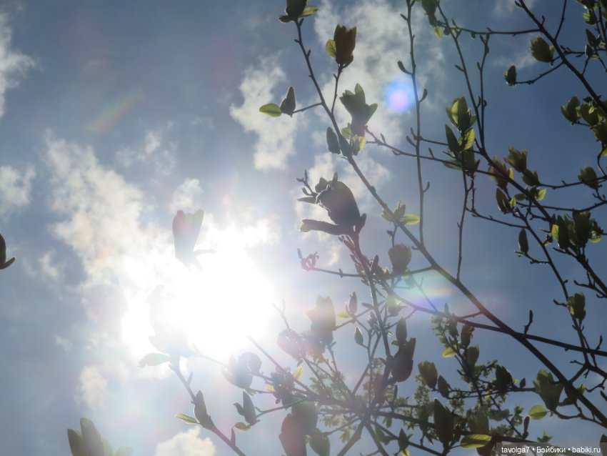 Ruby Red Siblies Стелла и магнолии в Аптекарском огороде (фото 5)