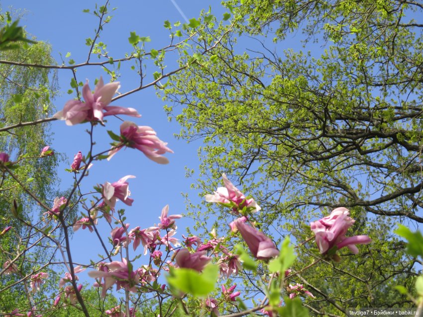 Ruby Red Siblies Стелла и магнолии в Аптекарском огороде (фото 3)