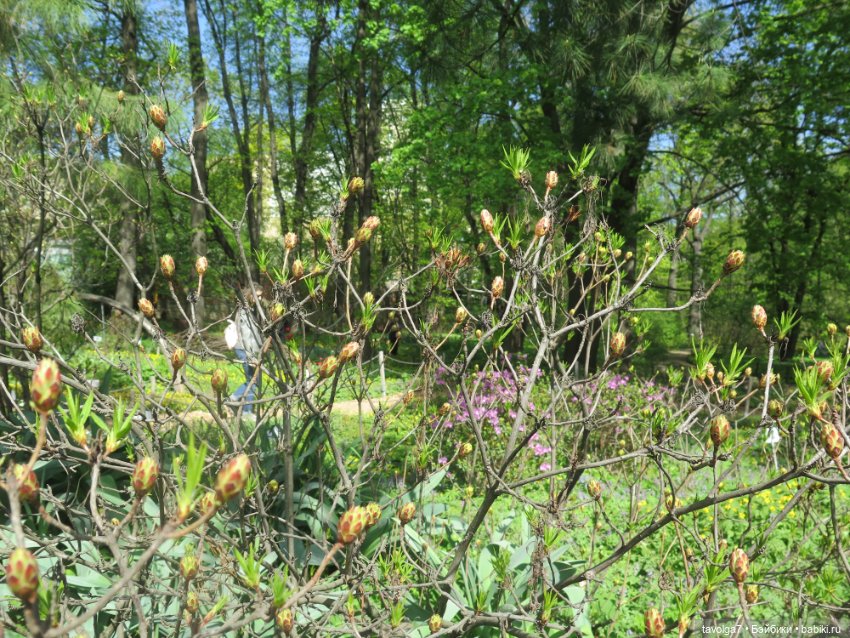 Ruby Red Siblies Стелла и магнолии в Аптекарском огороде