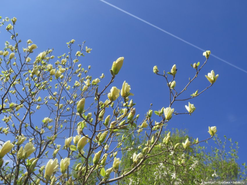 Ruby Red Siblies Стелла и магнолии в Аптекарском огороде (фото 7)