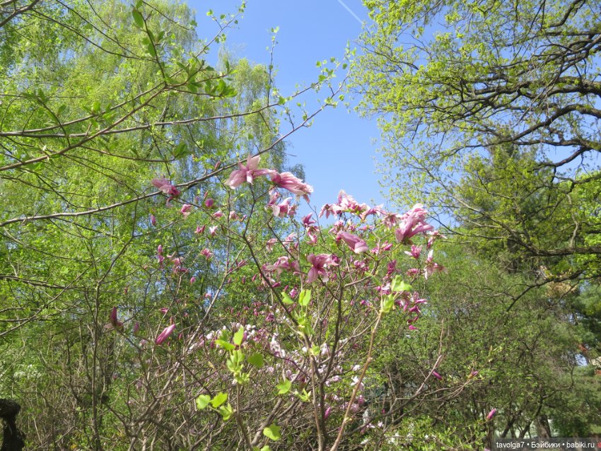 Ruby Red Siblies Стелла и магнолии в Аптекарском огороде (фото 2)