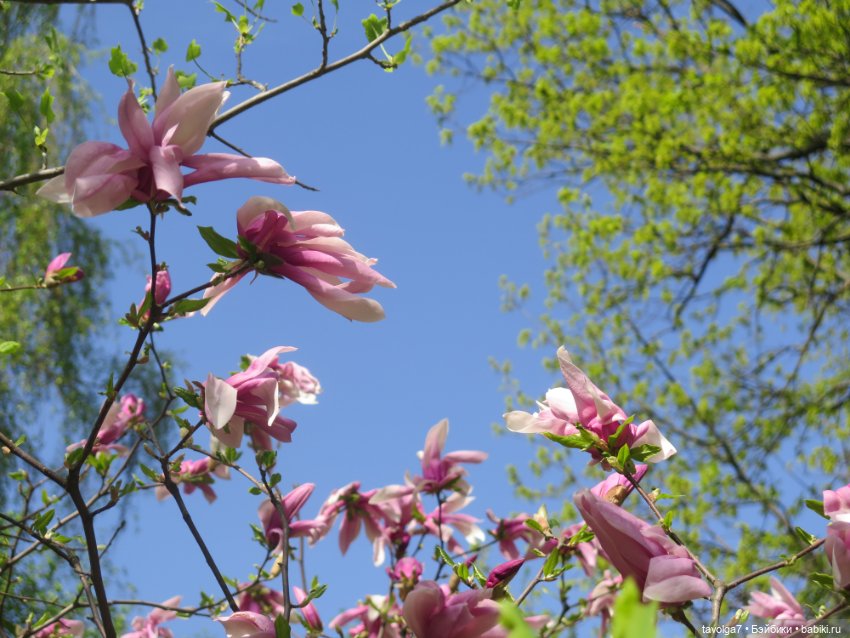 Ruby Red Siblies Стелла и магнолии в Аптекарском огороде (фото 4)