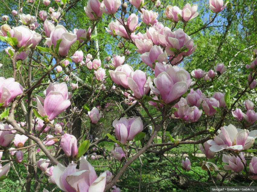 Ruby Red Siblies Стелла и магнолии в Аптекарском огороде (фото 8)