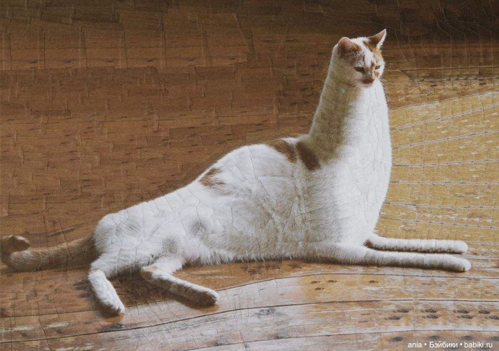 Бумажная алхимия: странно искаженные коллажи животных и людей Лолы Дюпре