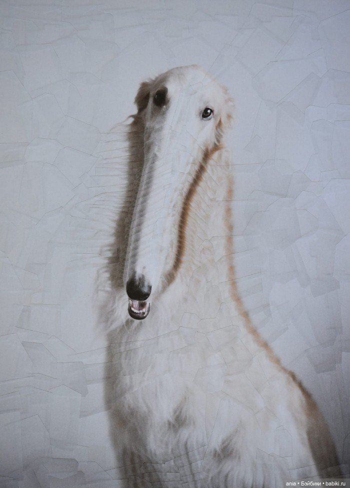 Бумажная алхимия: странно искаженные коллажи животных и людей Лолы Дюпре (фото 10)