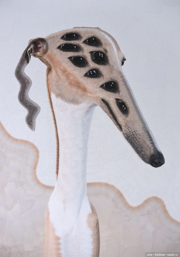 Бумажная алхимия: странно искаженные коллажи животных и людей Лолы Дюпре (фото 7)