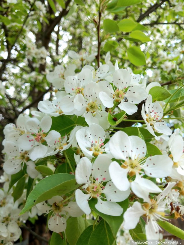 Один раз в год сады цветут