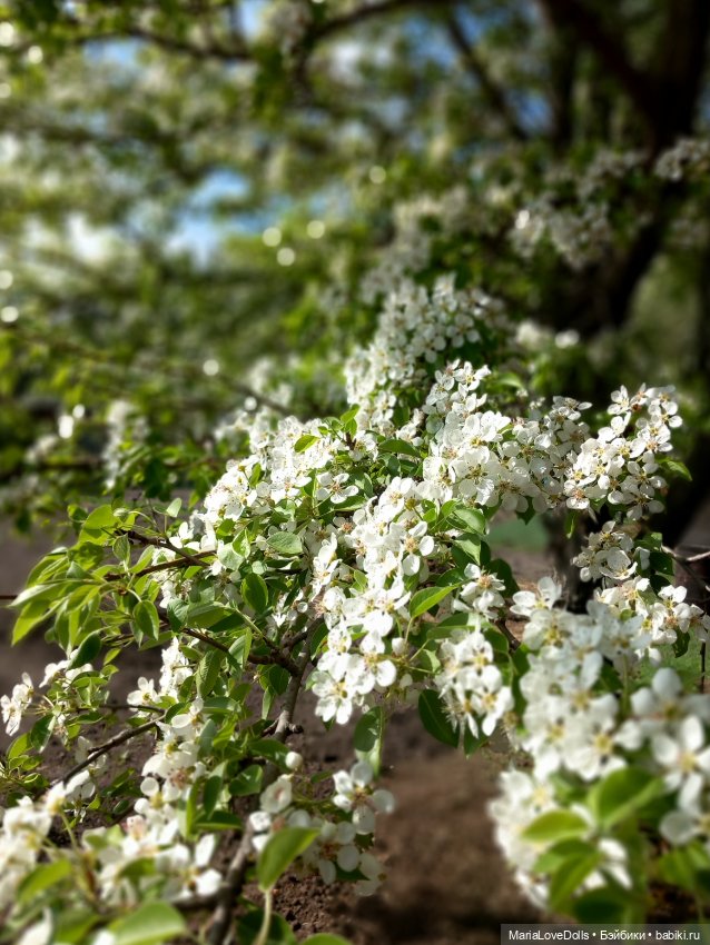 Один раз в год сады цветут (фото 2)