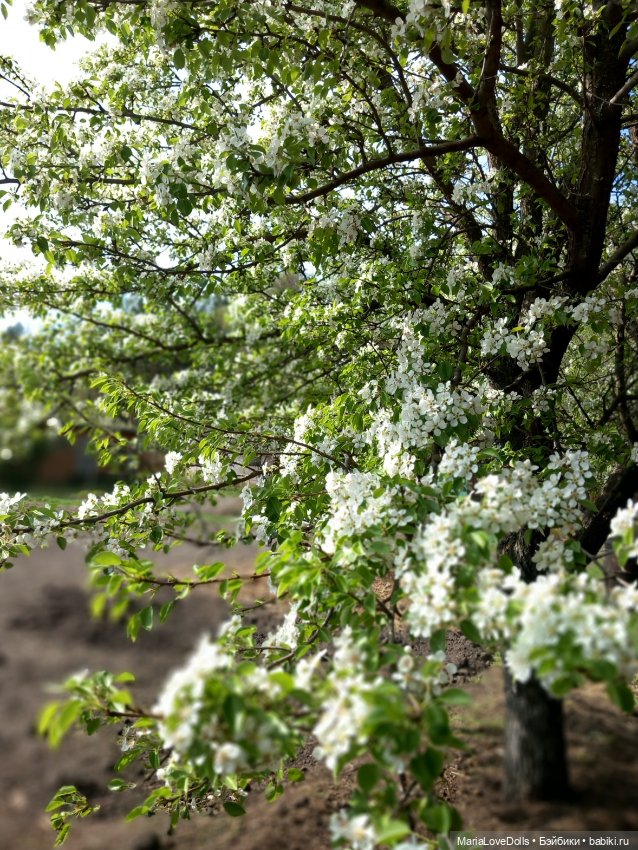 Один раз в год сады цветут (фото 5)