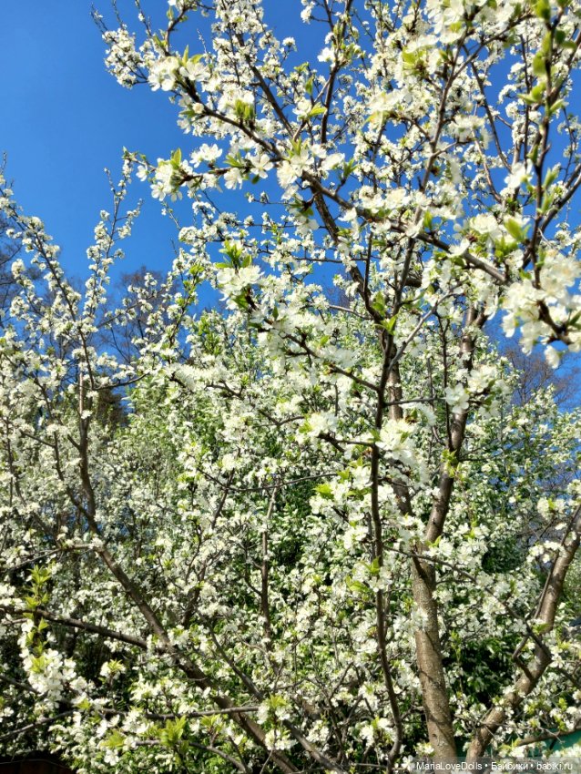 Один раз в год сады цветут (фото 4)