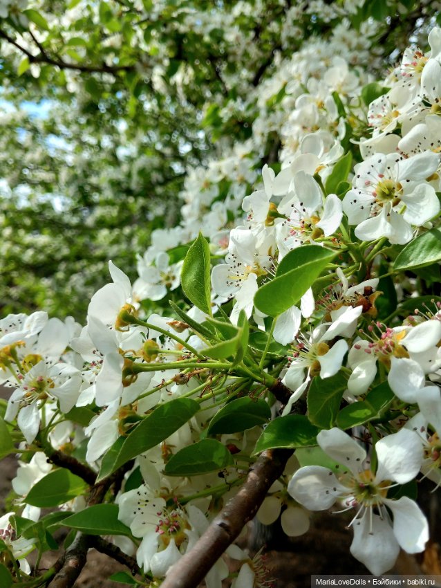 Один раз в год сады цветут