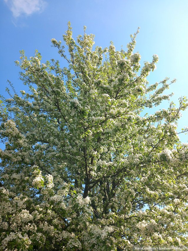 Один раз в год сады цветут (фото 3)