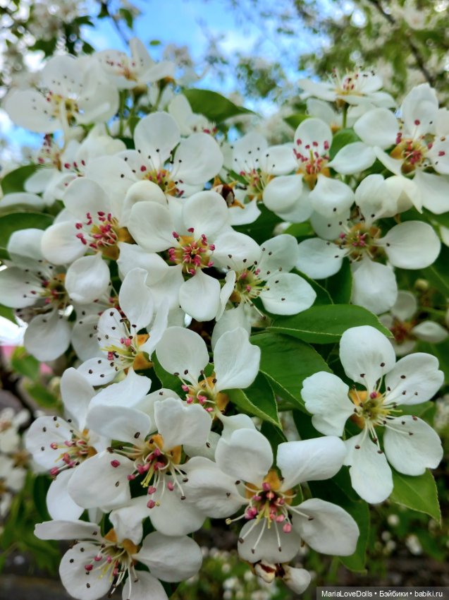 Один раз в год сады цветут