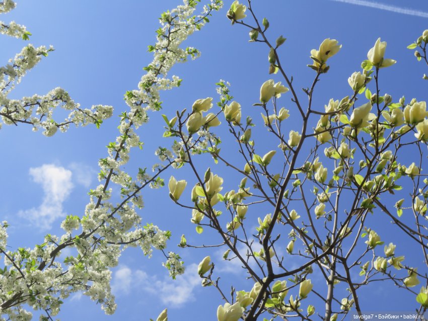 Popo Milk дождалась весны (фото 3)