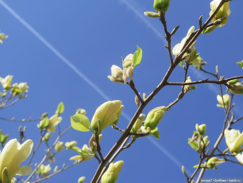 Popo Milk дождалась весны (фото 2)