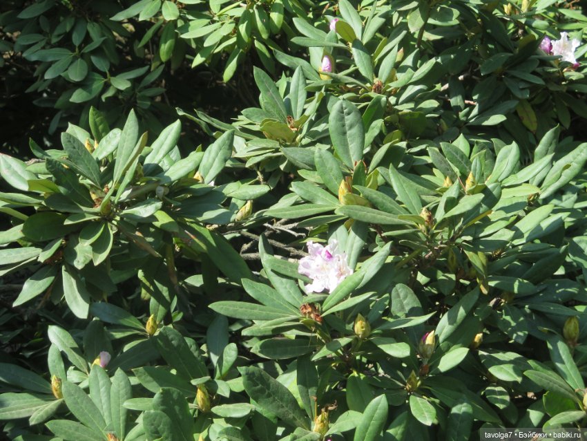 Popo Milk дождалась весны (фото 6)