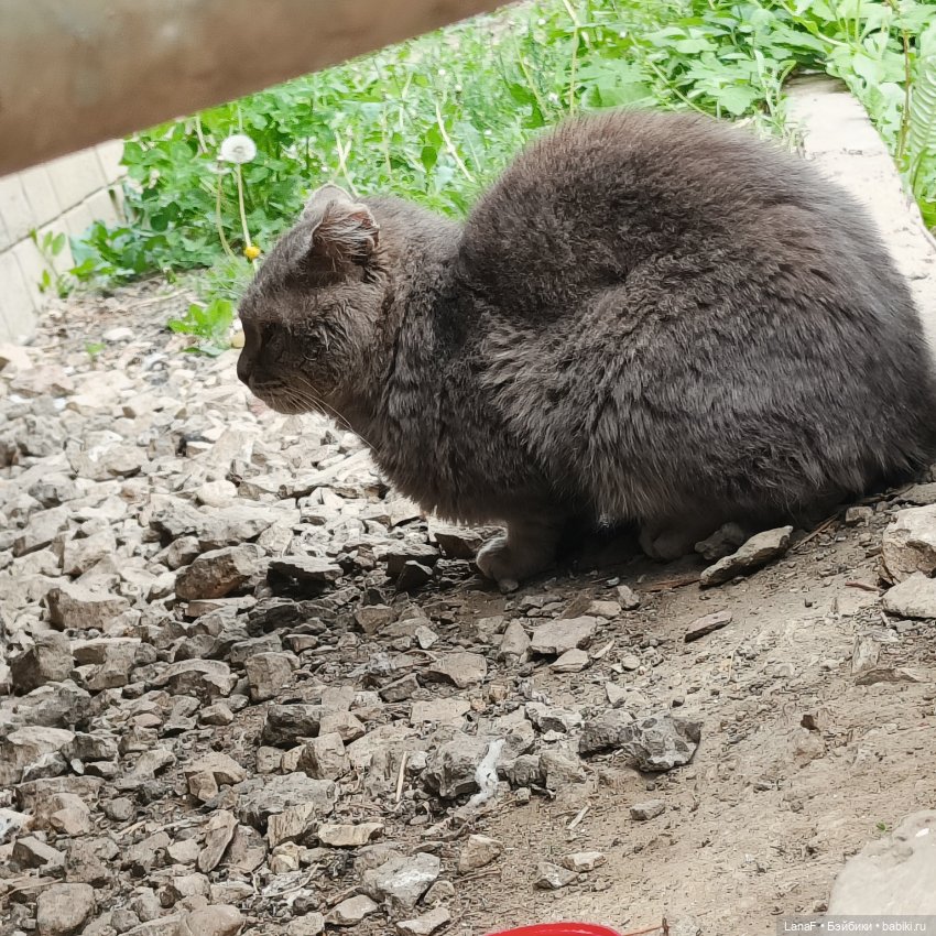 А у нас малыш! Хомячок-тигренок😅😃💛