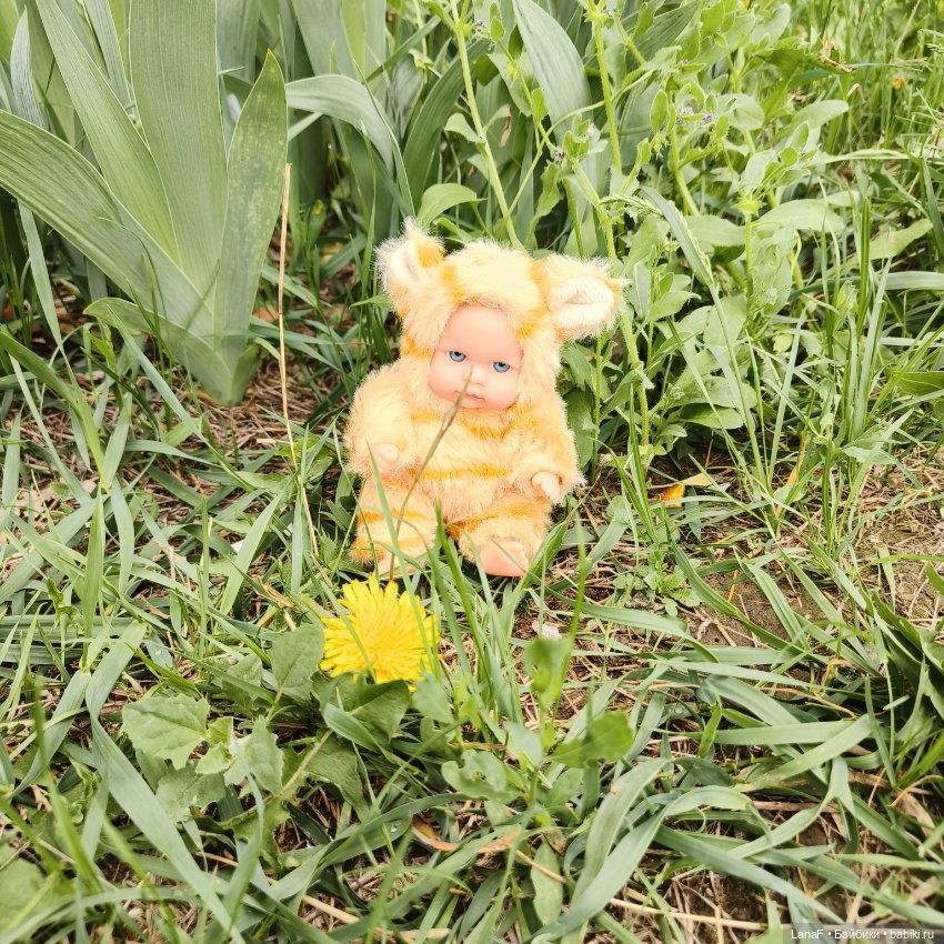 А у нас малыш! Хомячок-тигренок😅😃💛 (фото 9)