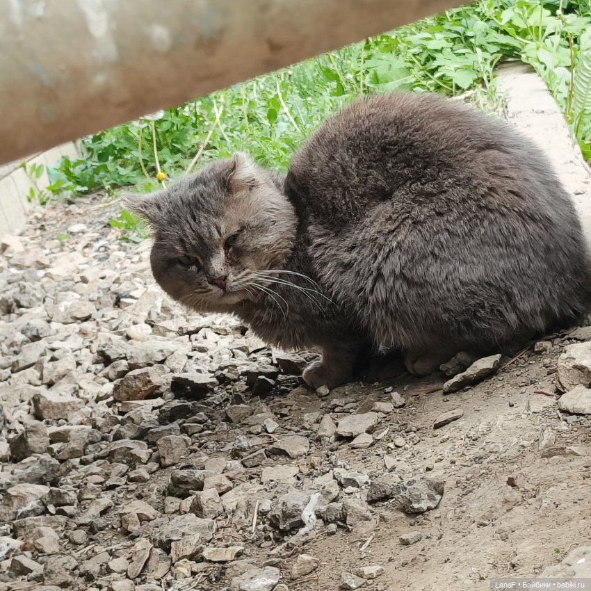 А у нас малыш! Хомячок-тигренок😅😃💛