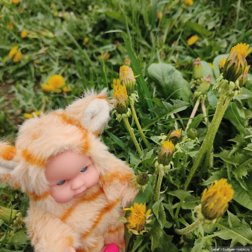 А у нас малыш! Хомячок-тигренок😅😃💛 (фото 7)