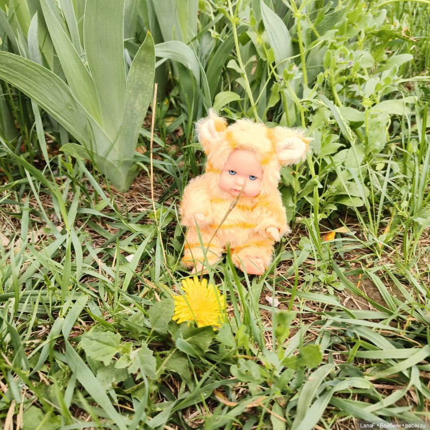 А у нас малыш! Хомячок-тигренок😅😃💛 (фото 10)