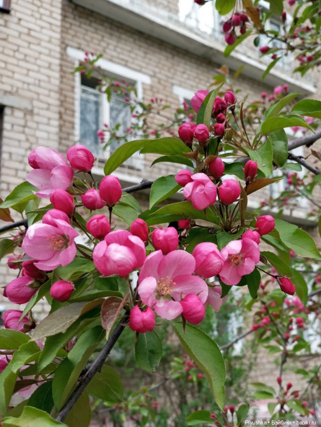 Несмеяна, апрель, цветы — Домашние фото авторских кукол: личные коллекции