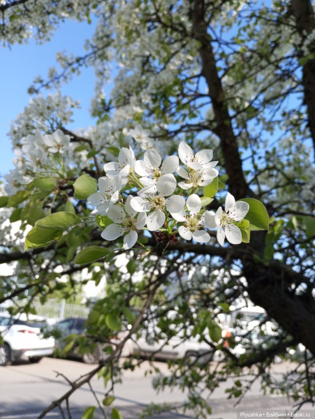 Несмеяна, апрель, цветы — Домашние фото авторских кукол: личные коллекции