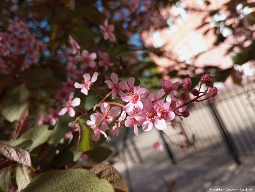 Несмеяна, апрель, цветы — Домашние фото авторских кукол: личные коллекции (фото 9)