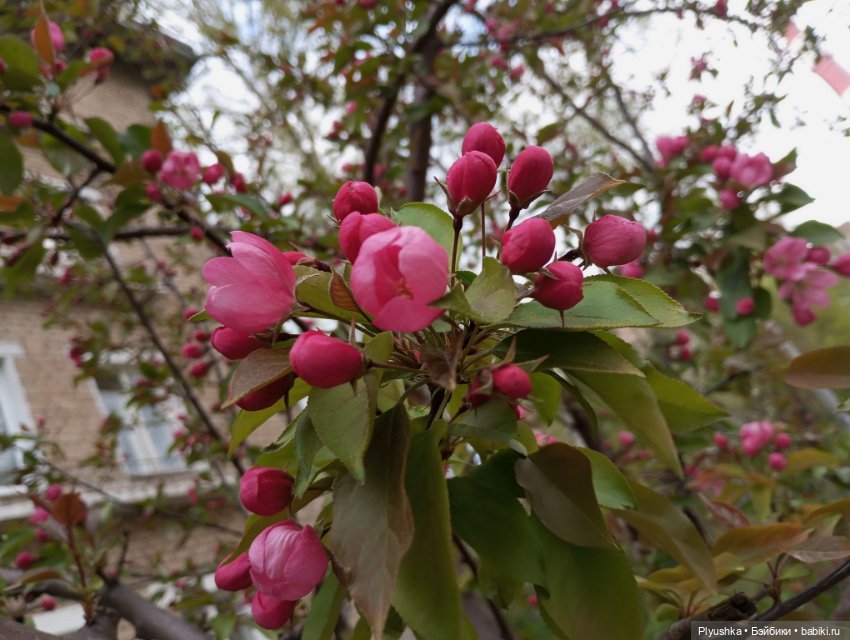 Несмеяна, апрель, цветы — Домашние фото авторских кукол: личные коллекции