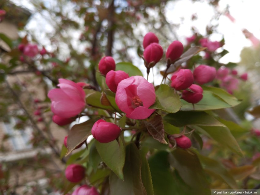 Несмеяна, апрель, цветы — Домашние фото авторских кукол: личные коллекции