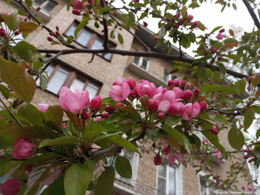 Несмеяна, апрель, цветы — Домашние фото авторских кукол: личные коллекции (фото 10)