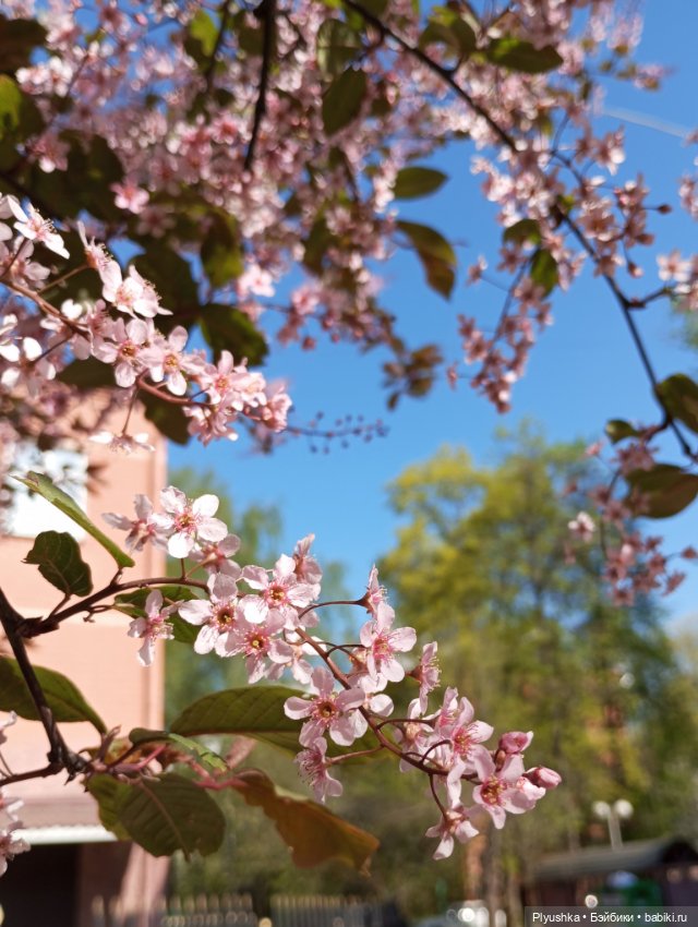 Несмеяна, апрель, цветы — Домашние фото авторских кукол: личные коллекции (фото 7)