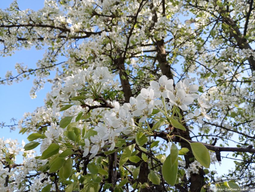 Несмеяна, апрель, цветы — Домашние фото авторских кукол: личные коллекции