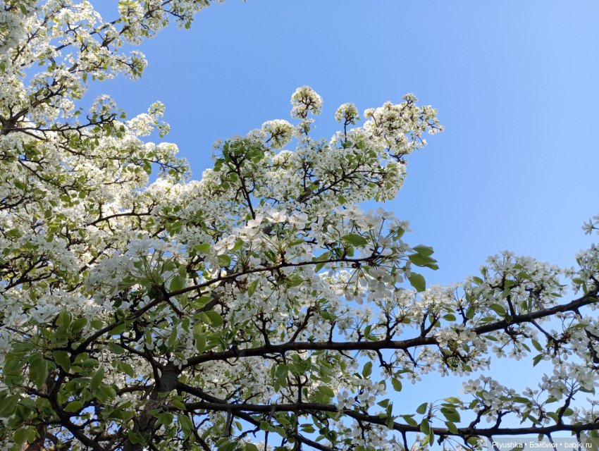 Несмеяна, апрель, цветы — Домашние фото авторских кукол: личные коллекции