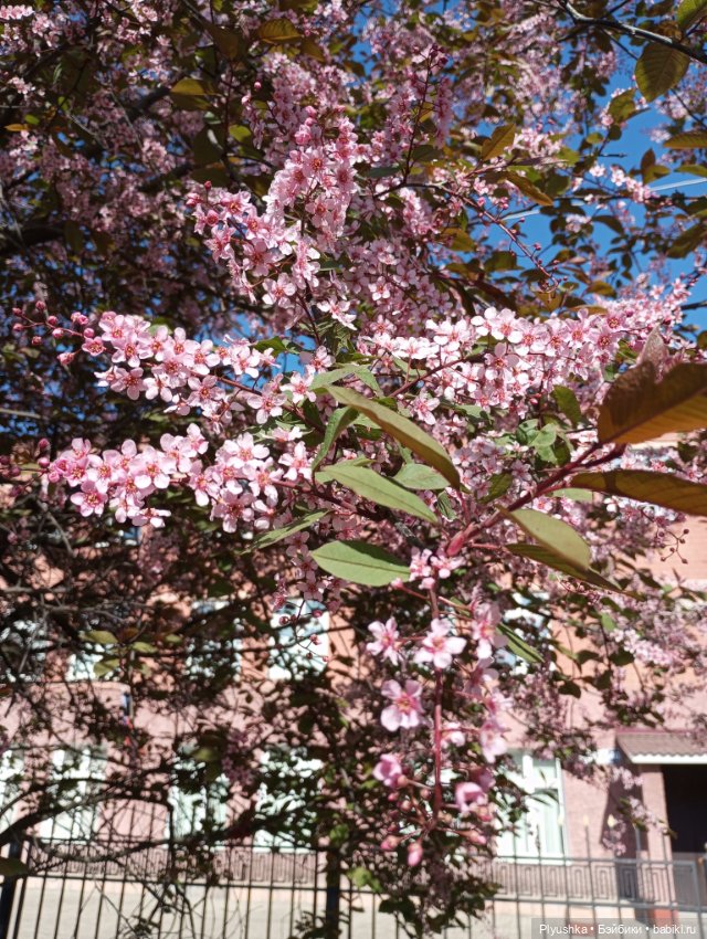 Несмеяна, апрель, цветы — Домашние фото авторских кукол: личные коллекции (фото 5)
