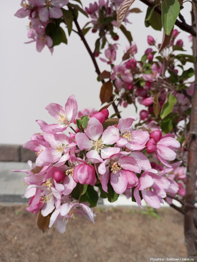 Мириам гуляет у реки — Аналоги Барби и куклы 1/6: клоны 90 (фото 10)