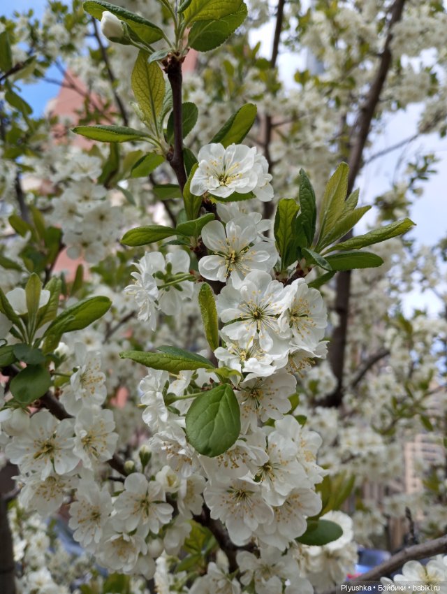 Мириам гуляет у реки — Аналоги Барби и куклы 1/6: клоны 90