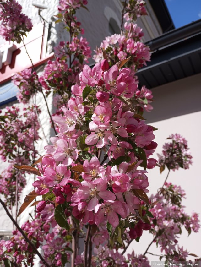 Мириам гуляет у реки — Аналоги Барби и куклы 1/6: клоны 90