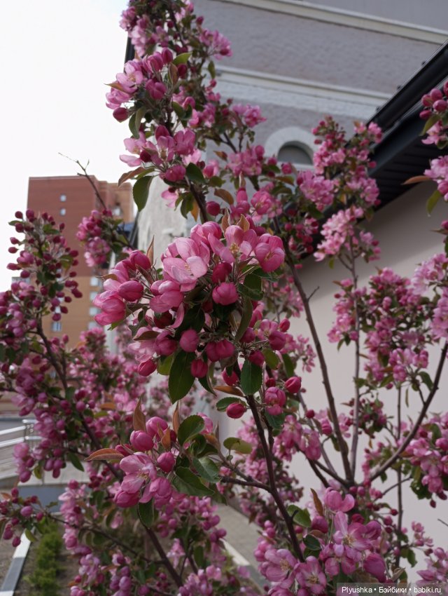 Мириам гуляет у реки — Аналоги Барби и куклы 1/6: клоны 90 (фото 7)