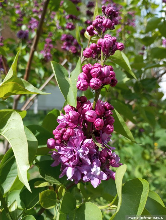 Мириам гуляет у реки — Аналоги Барби и куклы 1/6: клоны 90