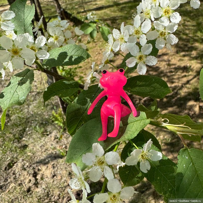 Цветовод-любитель головастик (фото 7)