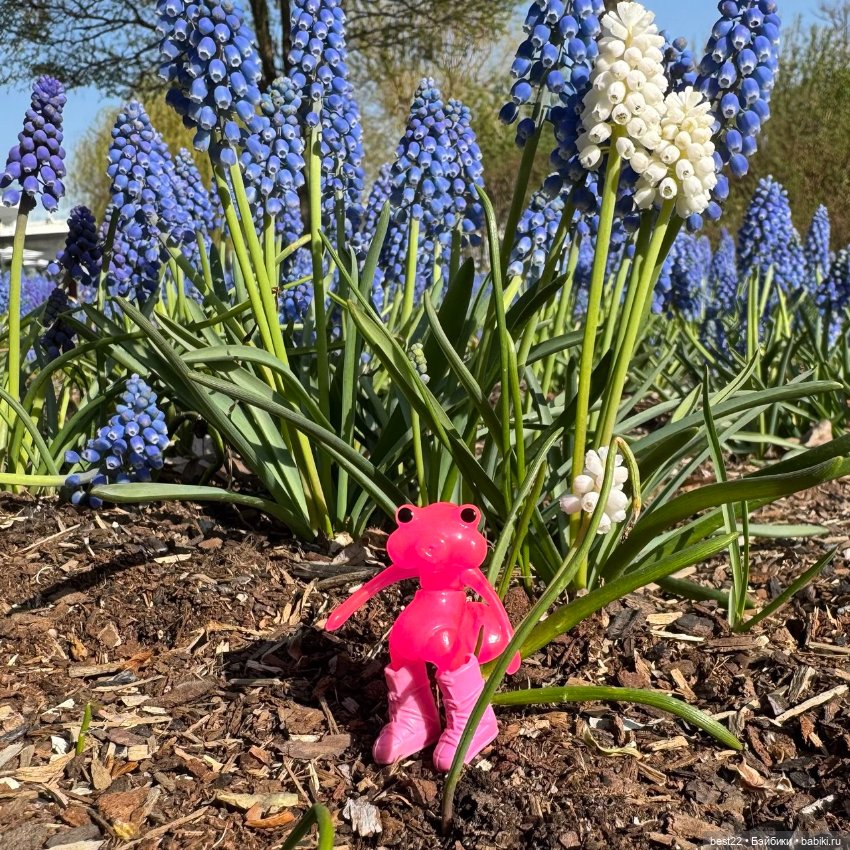Цветовод-любитель головастик (фото 9)