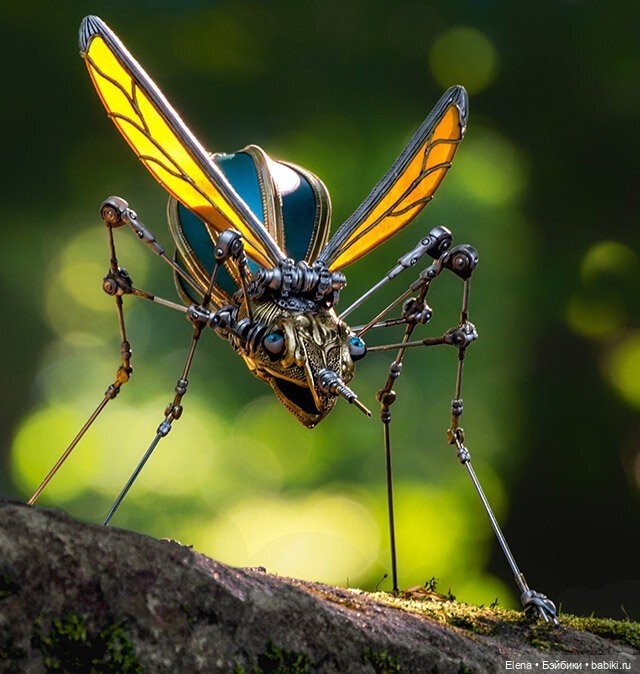 Насекомые, автор Georg Dinkel (фото 7)
