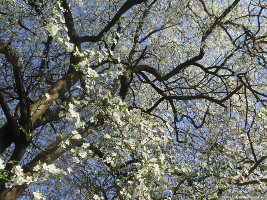 Бельтейн — Туризм и путешествия: фотоотчеты из поездок (фото 3)