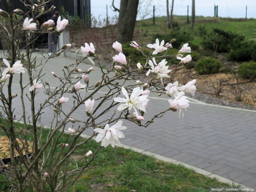 Бельтейн — Туризм и путешествия: фотоотчеты из поездок