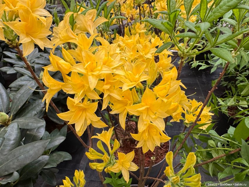 Madeline — Игровые куклы разных производителей (Разное): редкие бренды