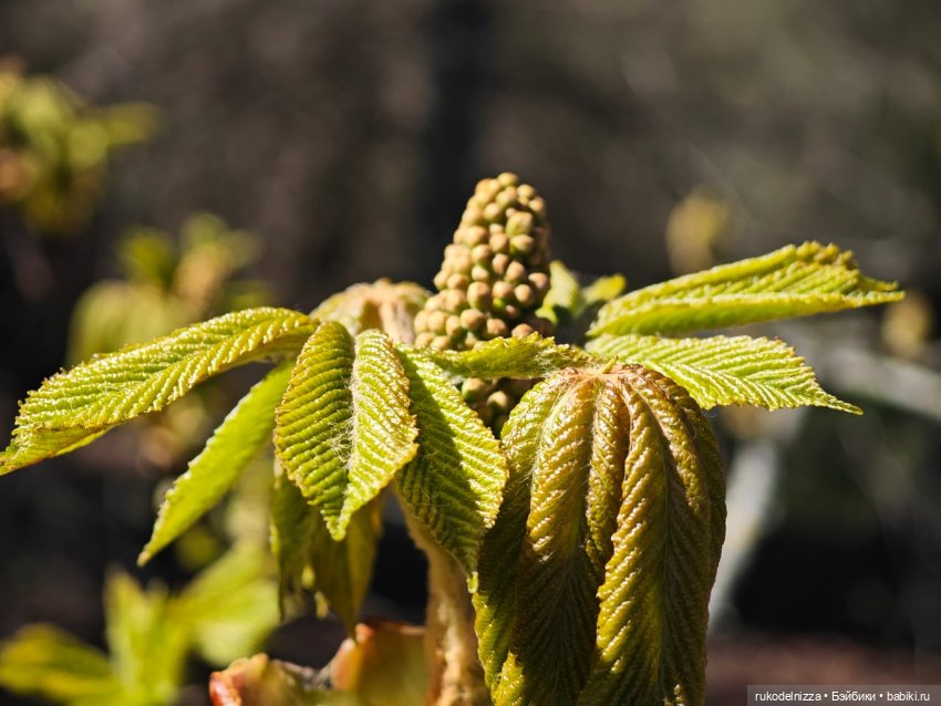 Весна! Ура — Винтажные куклы ГДР (Немки): Бигги